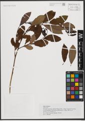 Foto von Salix silesiaca Willd.